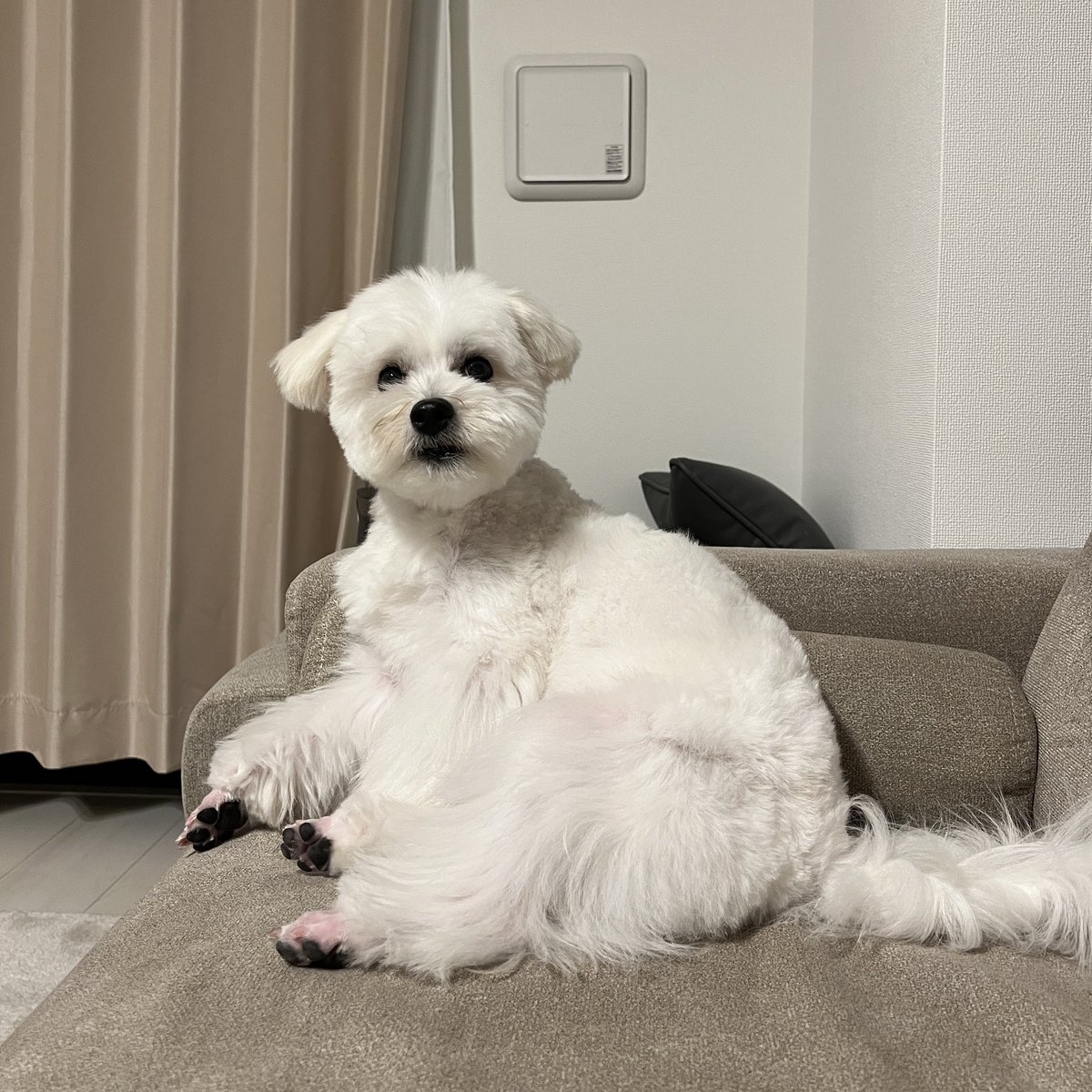 _kinarinari's tweet image. 顔まん丸すぎ大臣