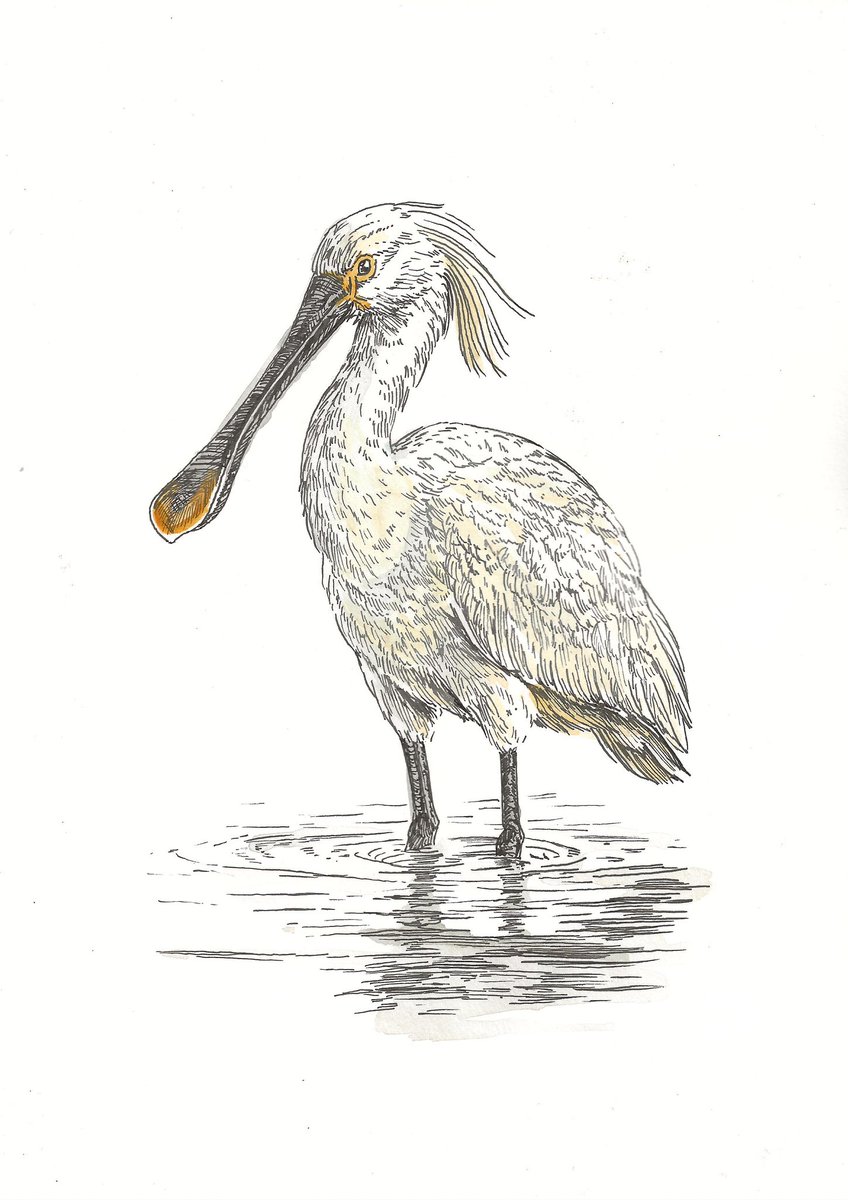 En in de serie 300 ook een lepelaar. Voetjes koud anders draait het in de…

‘Soep eet je met een lepelaar’
29,7 x 21 cm
Inkt en aquarel op papier 

Delen? Volgaarne.