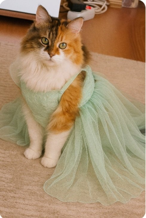 Tüylü Patiler-pamuk kedi (nene) (@patilertuylu) on Twitter photo Akşam monoyla şokompiyenşimin düvünleyi vay ben haşıy şayılıyım ayyy olmuşmuyum kıslayyy Akşam monoyla şokompiyenşimin düvünleyi vay ben haşıy şayılıyım ayyy olmuşmuyum kıslayyy