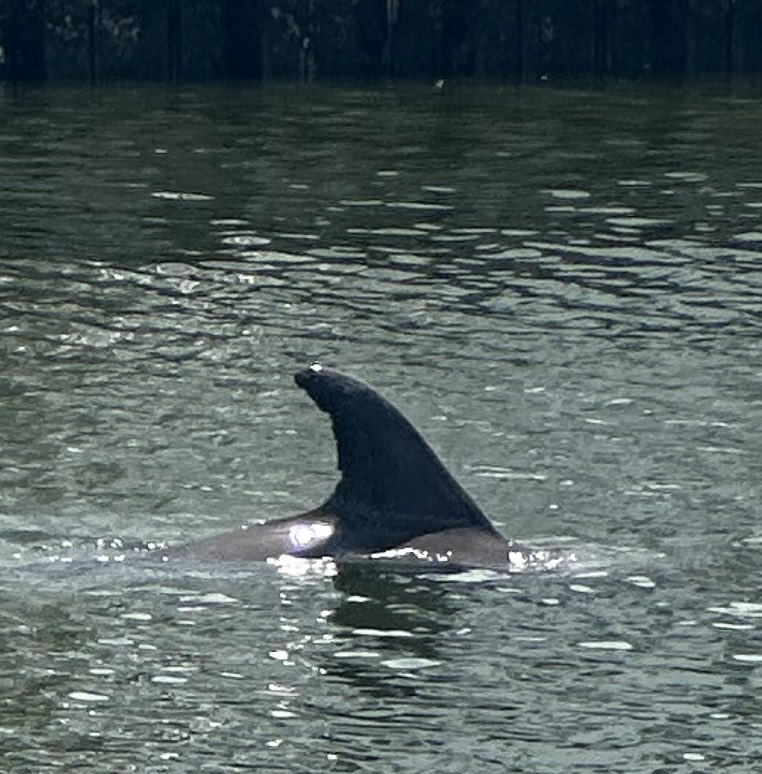 BasedRose's tweet image. Good Sunday my 𝕏 family! ☀️🫶🏻
Have a happy and blessed day!!!
There were 3 dolphins in the canal yesterday 🥰
