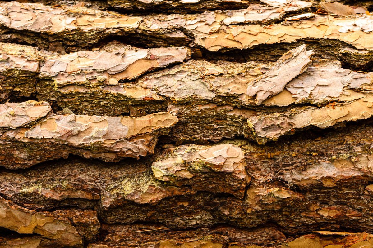 treemissions's tweet image. Did you know that this year scientists discovered that the secret to reversing climate change lies in the bark of trees? It turns out that microbes living in tree bark are like tiny superheroes, absorbing methane from the air and making trees about 10 percent better for the…