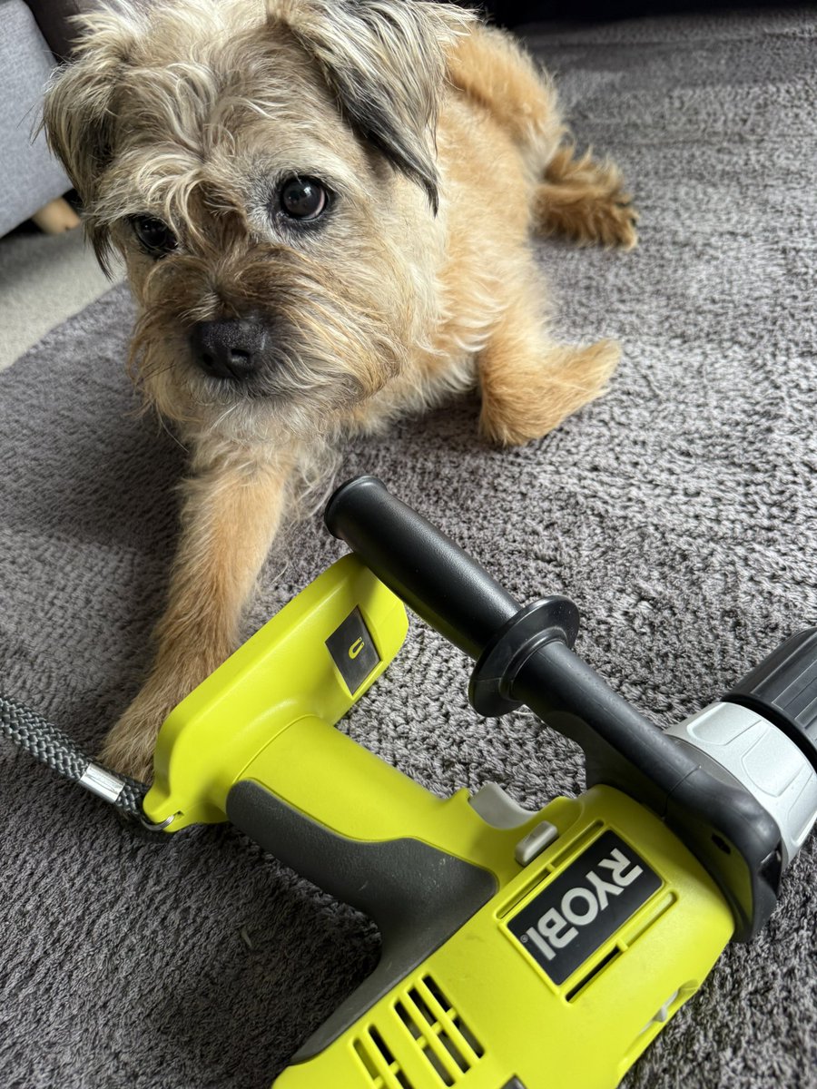 DuncanPickles's tweet image. Busy busy… got some very important work to do pals… #DuncanPickles #dogsofX #btposse #sundayvibes #ScrappyNelson