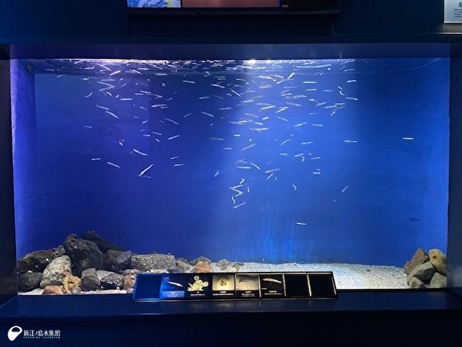 enosui_com's tweet image. きらきらと涼しげなサヨリの群れ✨
「今まで、輸送に耐えられなかった魚も卵から育てると意外と育てて展示することができるのかもしれません。」
サヨリの展示始まりました! 涼しげ! | えのすいトリーター日誌
enosui.com/diaryentry.php…
