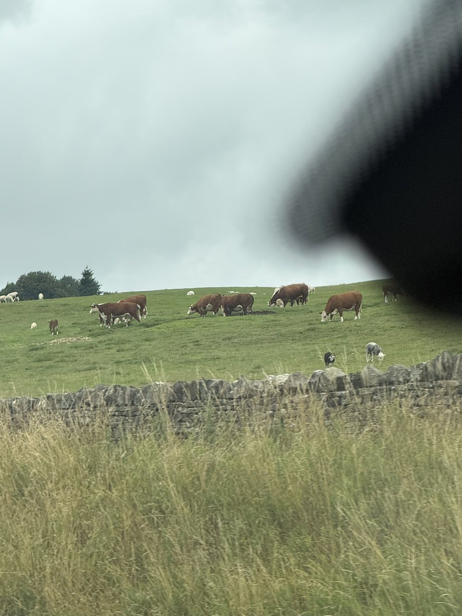 Sean Watkin (@seanwatkinauth) on Twitter photo Every time I see a cow I’ll always think of the boys from <a href="/writing_show/">📚The Writing Community Chat Show / The WCCS 📚</a> 😆 Every time I see a cow I’ll always think of the boys from <a href="/writing_show/">📚The Writing Community Chat Show / The WCCS 📚</a> 😆