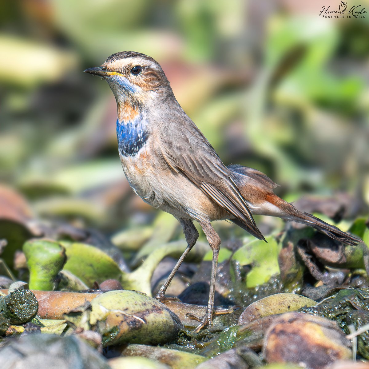 kirola_hemant's tweet image. How about sharing any Wetlands birds (Marshes, swamps, lakeshores etc)?

Bluethroat

#IndiAves #ThePhotoHour #NikonIndia