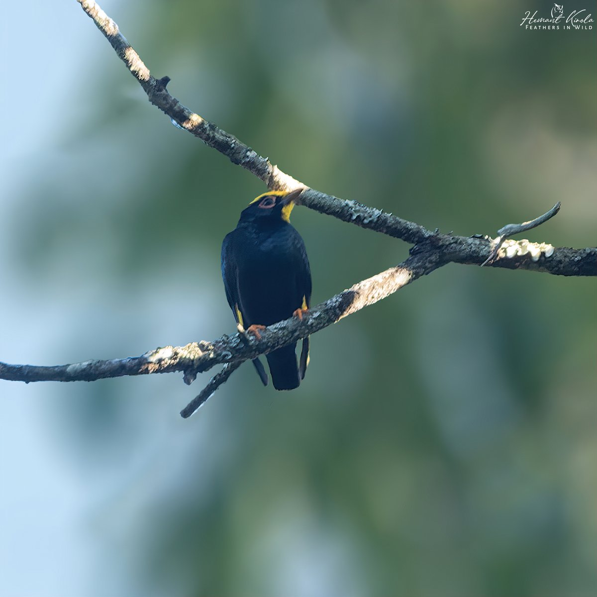kirola_hemant's tweet image. How about sharing any Mountains or High elevation birds?

Golden-crested Myna

#IndiAves #ThePhotoHour #NikonIndia
