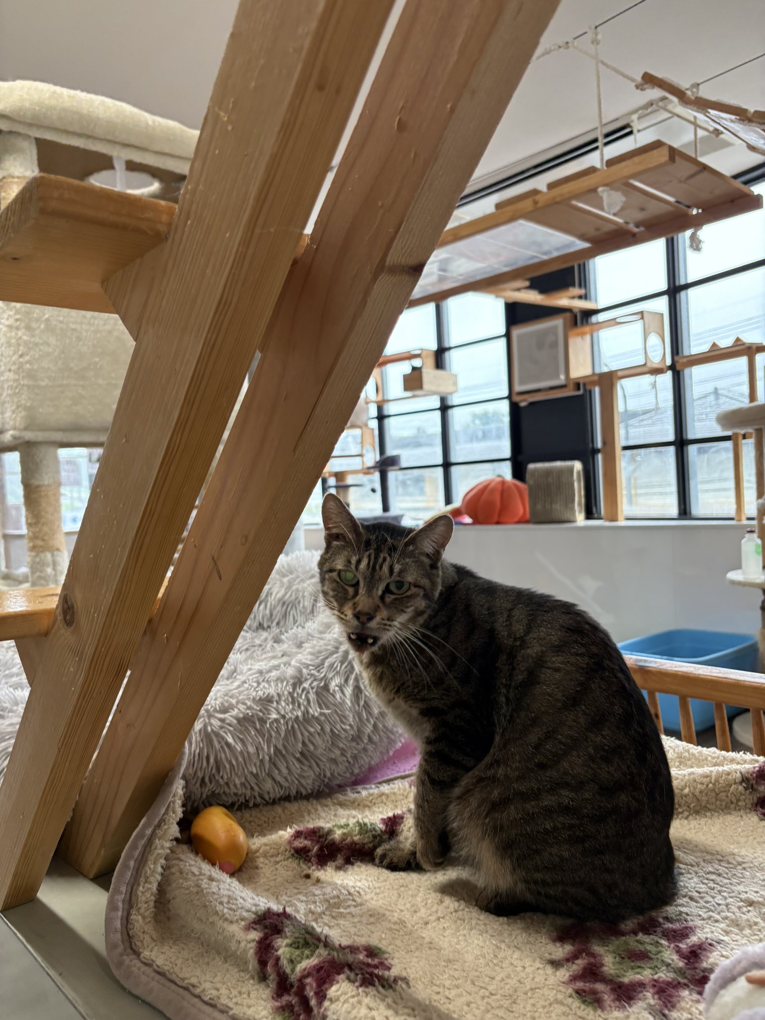 きじとら様 きじとら - Search / X