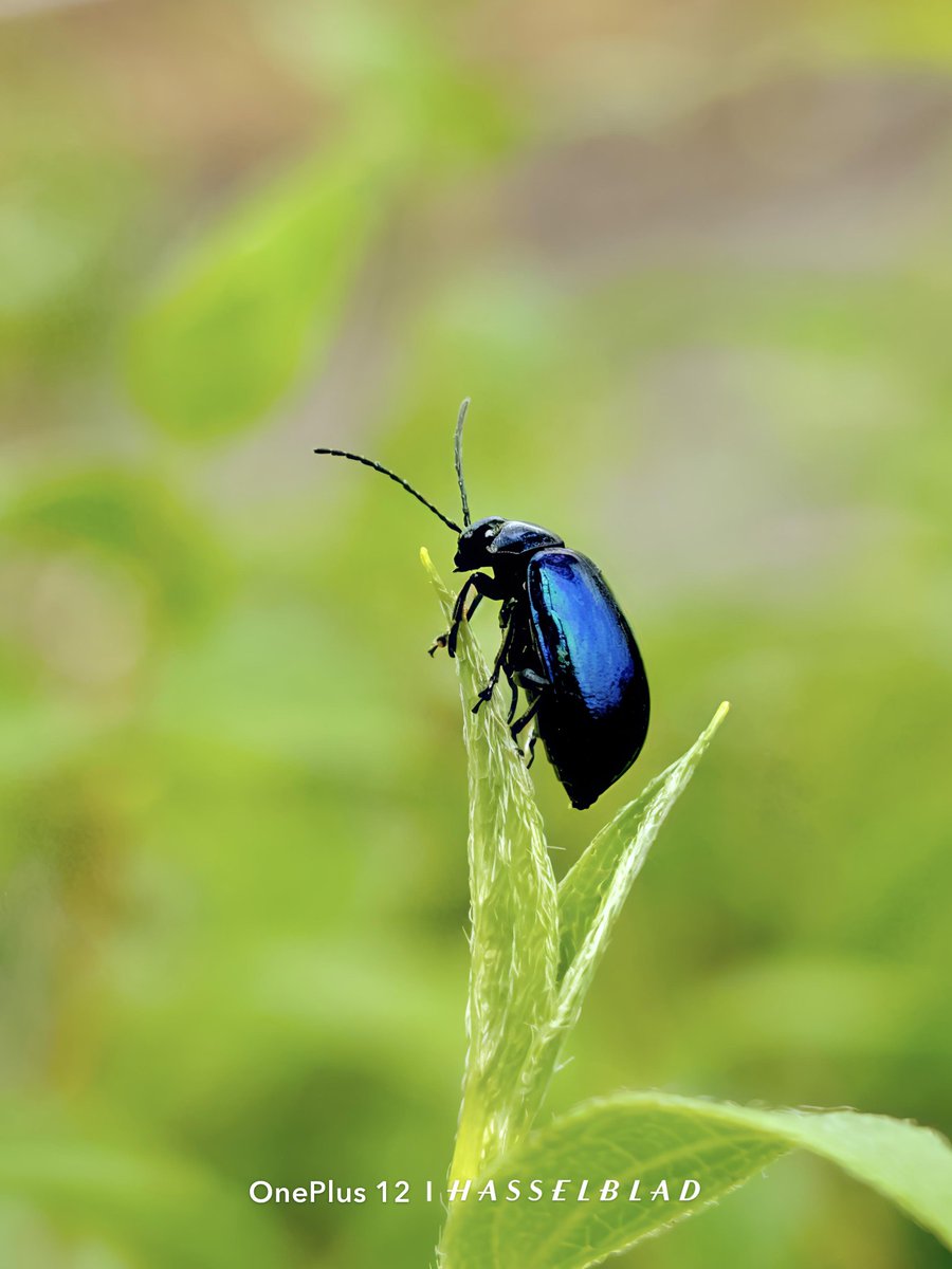 Rajeevprpr's tweet image. Nature&apos;s jewel, captured in stunning detail by OnePlus 12 | HASSELBLAD. This iridescent beetle shines brightly against the vibrant green.
#Beetle
#macrophotography