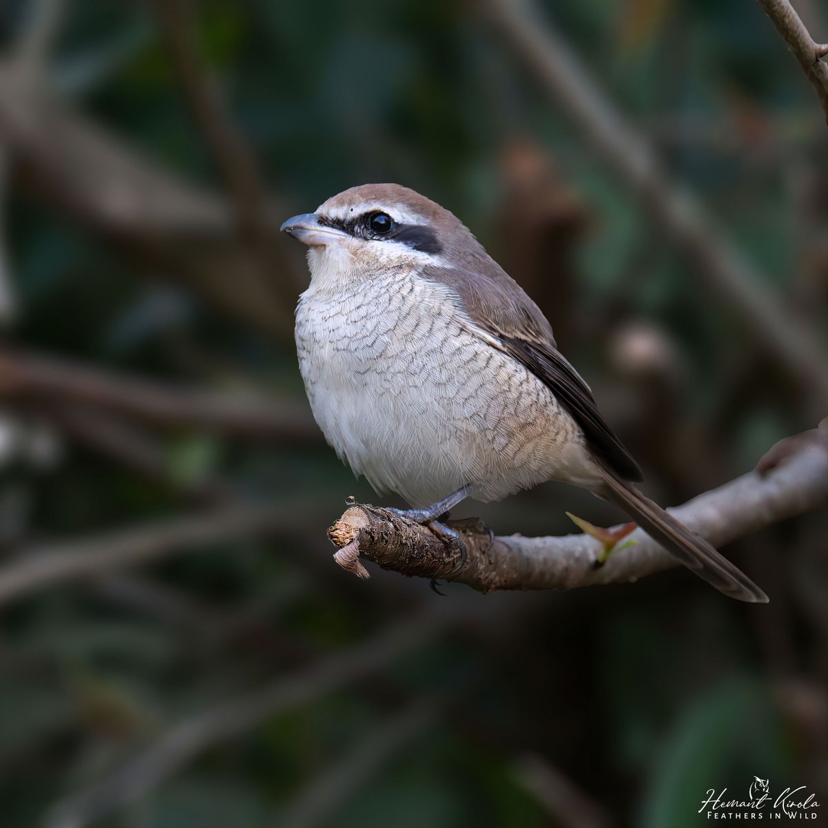 kirola_hemant's tweet image. How about sharing any Grasslands, Savannas or Shrublands birds?

Brown Shrike

#IndiAves #ThePhotoHour #NikonIndia