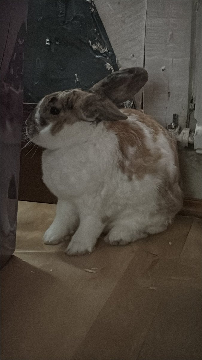 robyn 👱🏻‍♀️& paddy 🐰 tweet media
