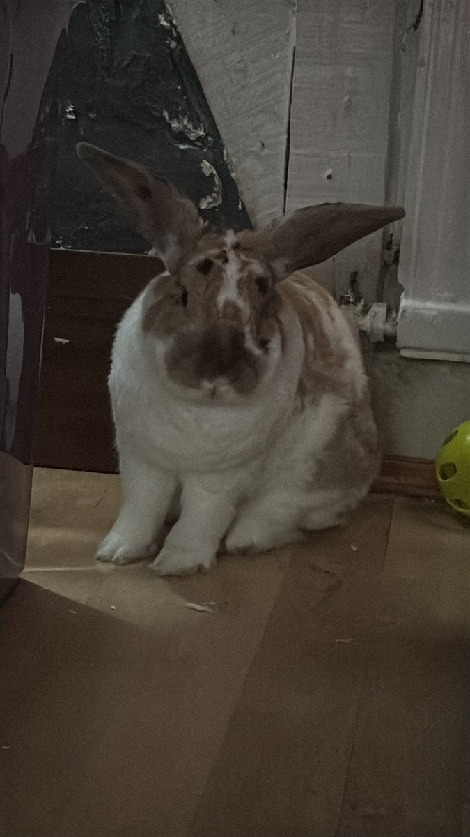 robyn 👱🏻‍♀️& paddy 🐰 tweet media