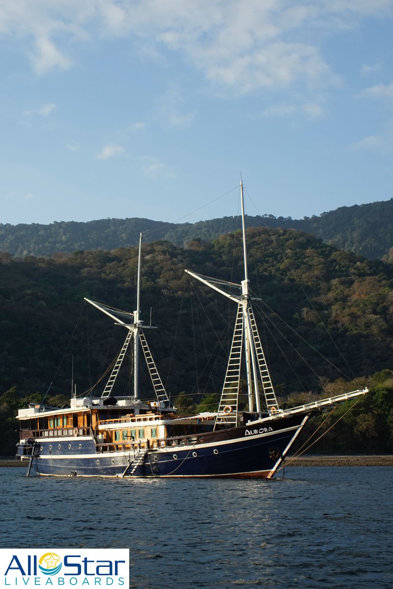 There is something special about having a dive adventure on a traditional Indonesian Pinisi-style dive liveaboard. The All Star Aurora could be your home for week! ⛵🤩🤿

#allstarliveaboards #indonesia #allstaraurora