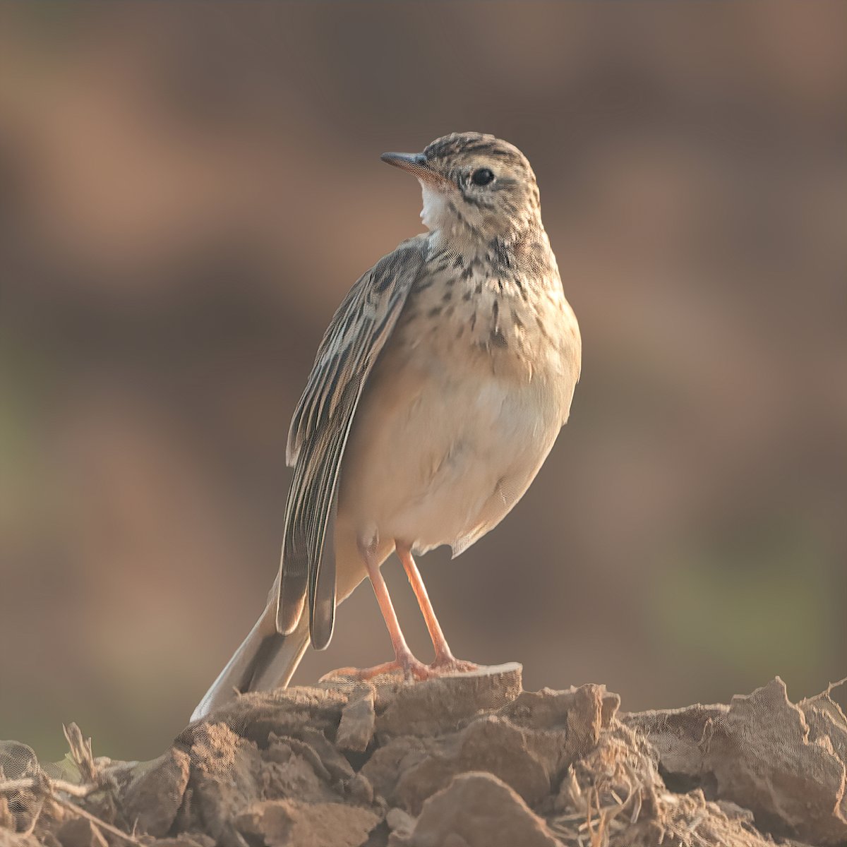 kirola_hemant's tweet image. How about sharing any Farmlands birds?

Paddyfield Pipit

#IndiAves #ThePhotoHour #NikonIndia