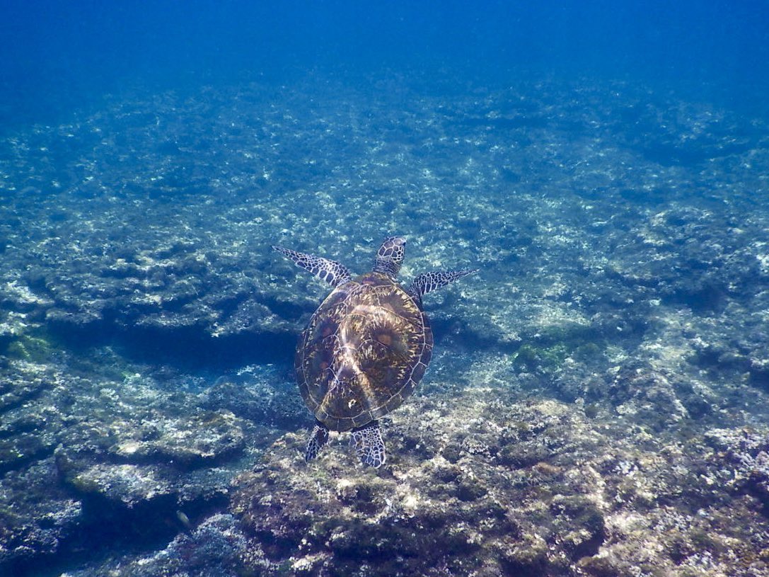 今日もウミガメとのランデブー！
#八丈島 #ウミガメ