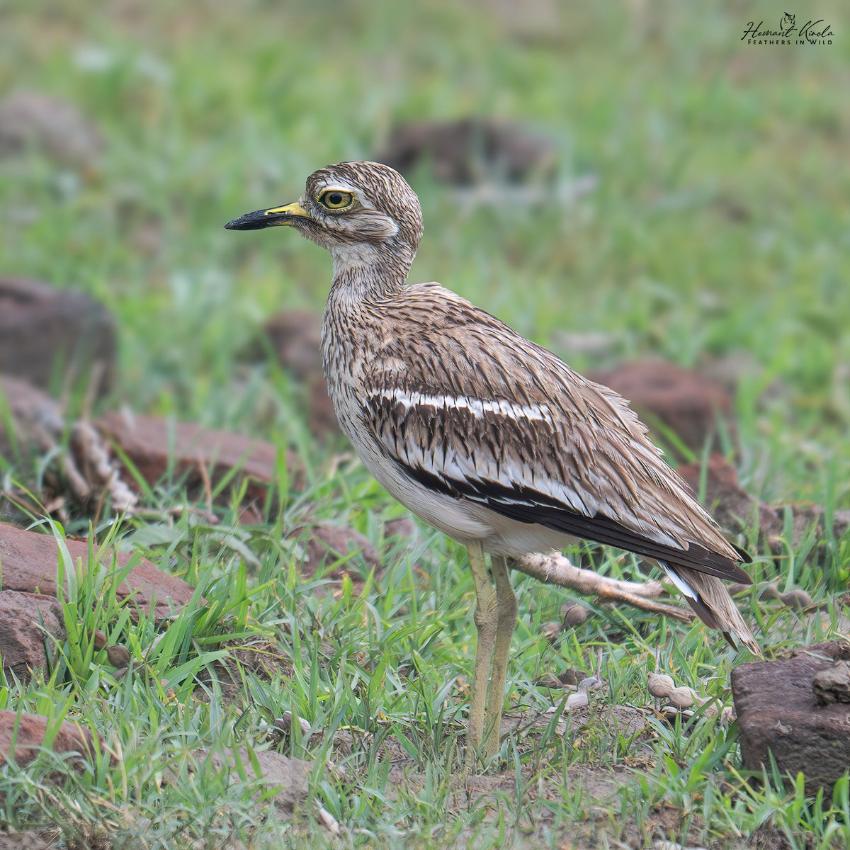 kirola_hemant's tweet image. How about sharing any Deserts or Arid location birds?

Indian Stone-curlew

#IndiAves #ThePhotoHour #NikonIndia