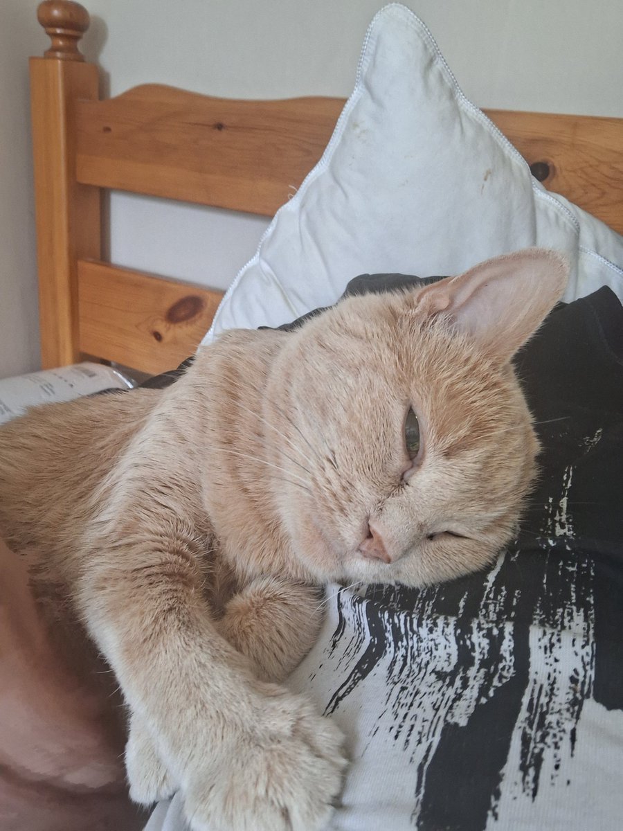 Catty