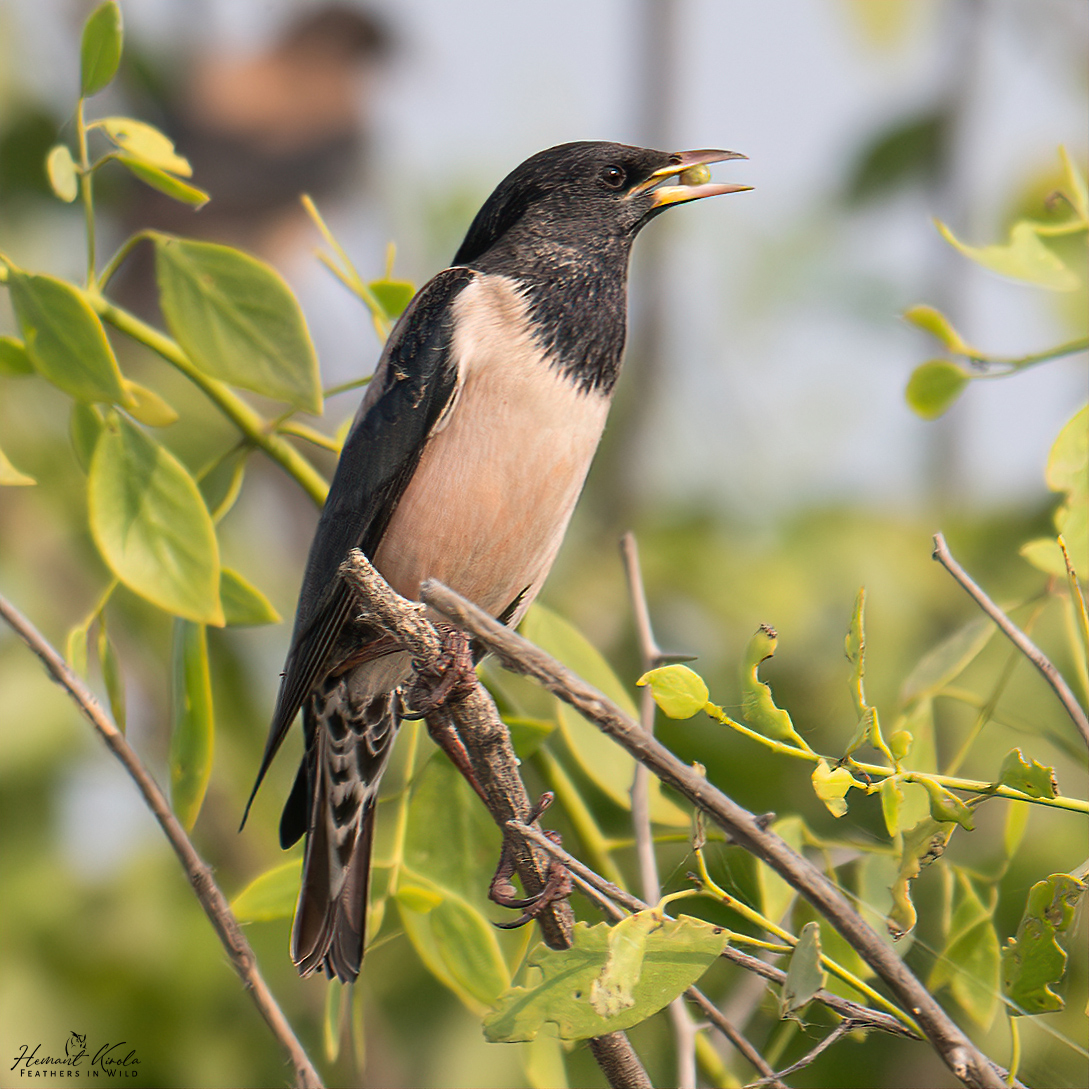 kirola_hemant's tweet image. How about sharing any Frugivore - Fruits eating birds?

Rosy Starling

#IndiAves #ThePhotoHour #NikonIndia