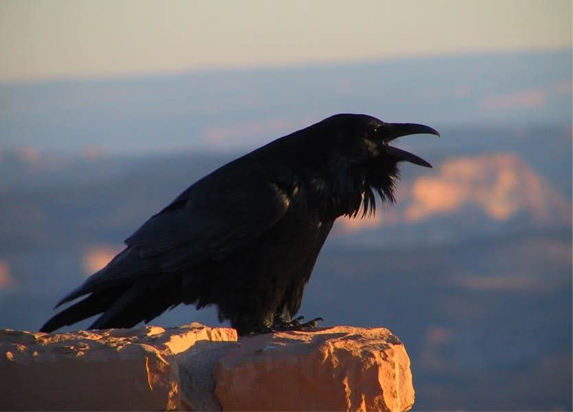 RolaSMansour's tweet image. وصول الموفد الأميركي توم براك إلى بيروت
وصل غراب البين🕸🕸🦂