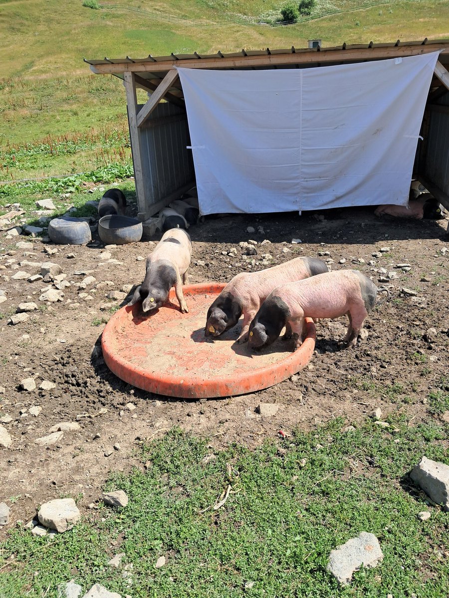 Wilfriedbouquet's tweet photo. Belle rencontre à 2000 mètres d'altitude #teampig https://t.co/AaeMcb9Kzv