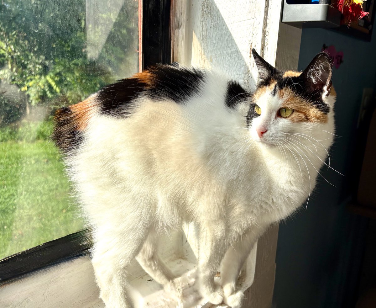RappCatsAdopt's tweet image. Magnolia (Maggie) insisted we post another picture.
"They couldn't see I'm a Manx in the other one," she said. "You gotta show me off GOOD!"
She's right so here she is folks!
"And make sure you say that if they already have a handsome male cat, that's more than ok with me!"
馃樃