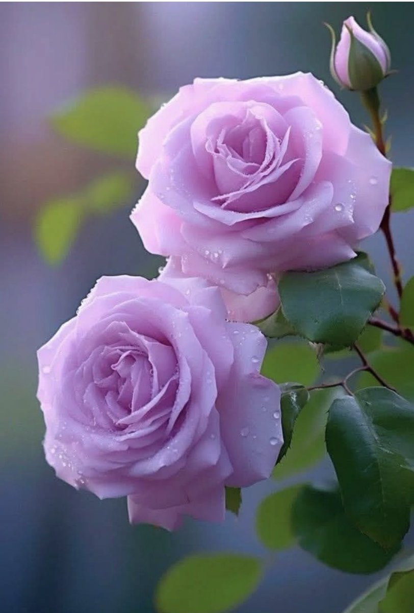 من اقوال الامام على عليه السلام ..🪷
إذا اردت ان تدوم النعم ..
عليك ..🪷
فلا تذكرها امام الناس ..🪷🪷
فليس كل مستمع لك محب ..🪷🪷🪷🪷🪷