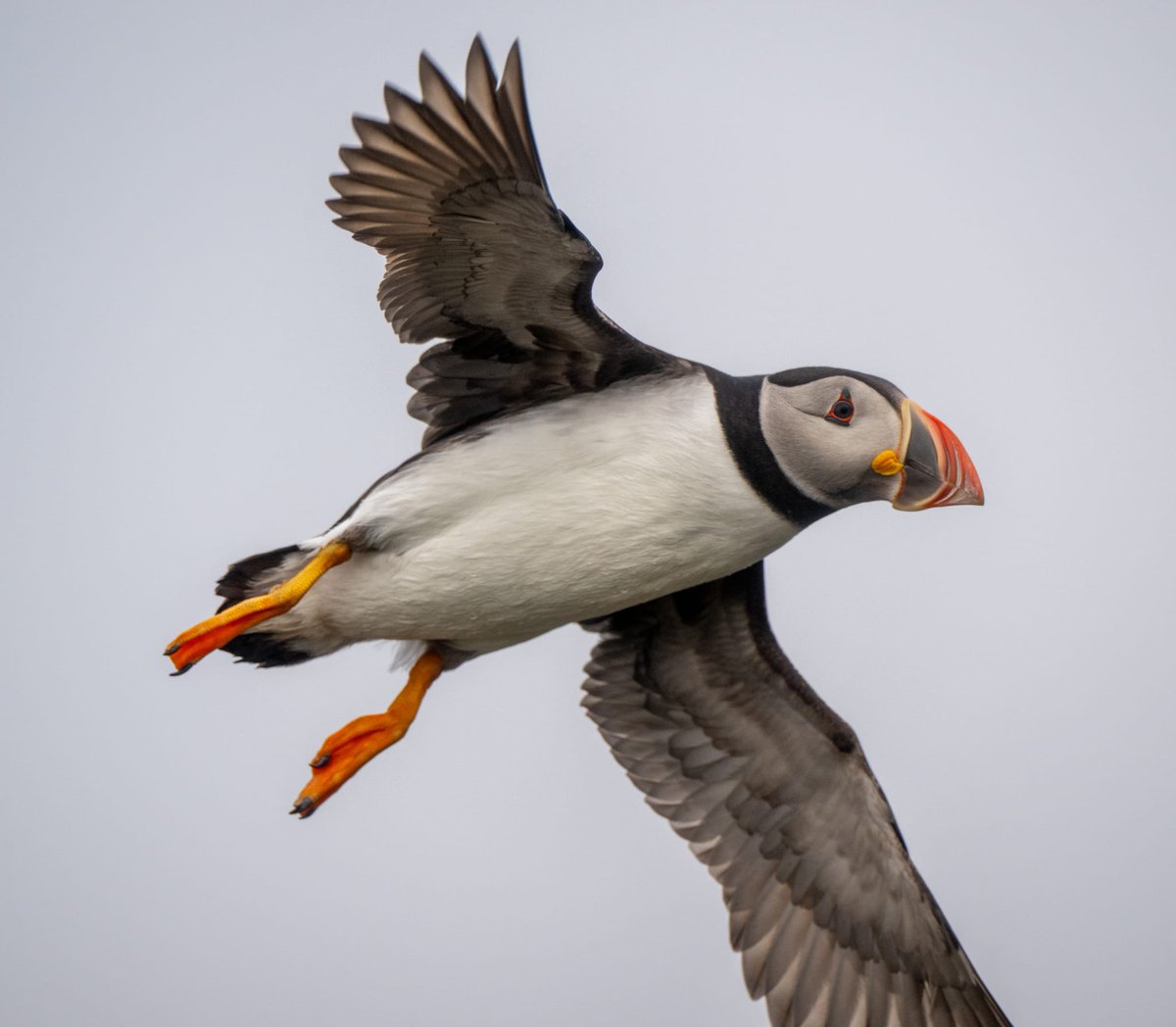 OrkneyUncovered's tweet image. I met a photographer called Mark from an Icelandic company called ‘Under the Lights’ on the Brough of Birsay today
Mark took this epic shot of a puffin in flight.