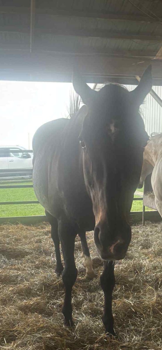 heartandhooves's tweet image. ‼️‼️HELP‼️‼️Dreamer was not suppose to be saved. She was ready to load onto the trailer. Our hauler notified us and the look in her eyes we knew we needed to step up quickly! I don’t always like to put the funds up front but I couldn’t let her go! Now I desperately need your help…
