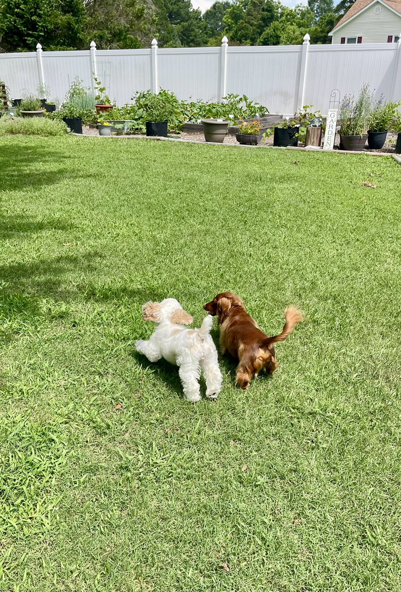 Good Sunday morning!!☀️ my cousin Lily is here for a sleepover ❤️ Having so much fun 🎾🐾🎾🐾🎾