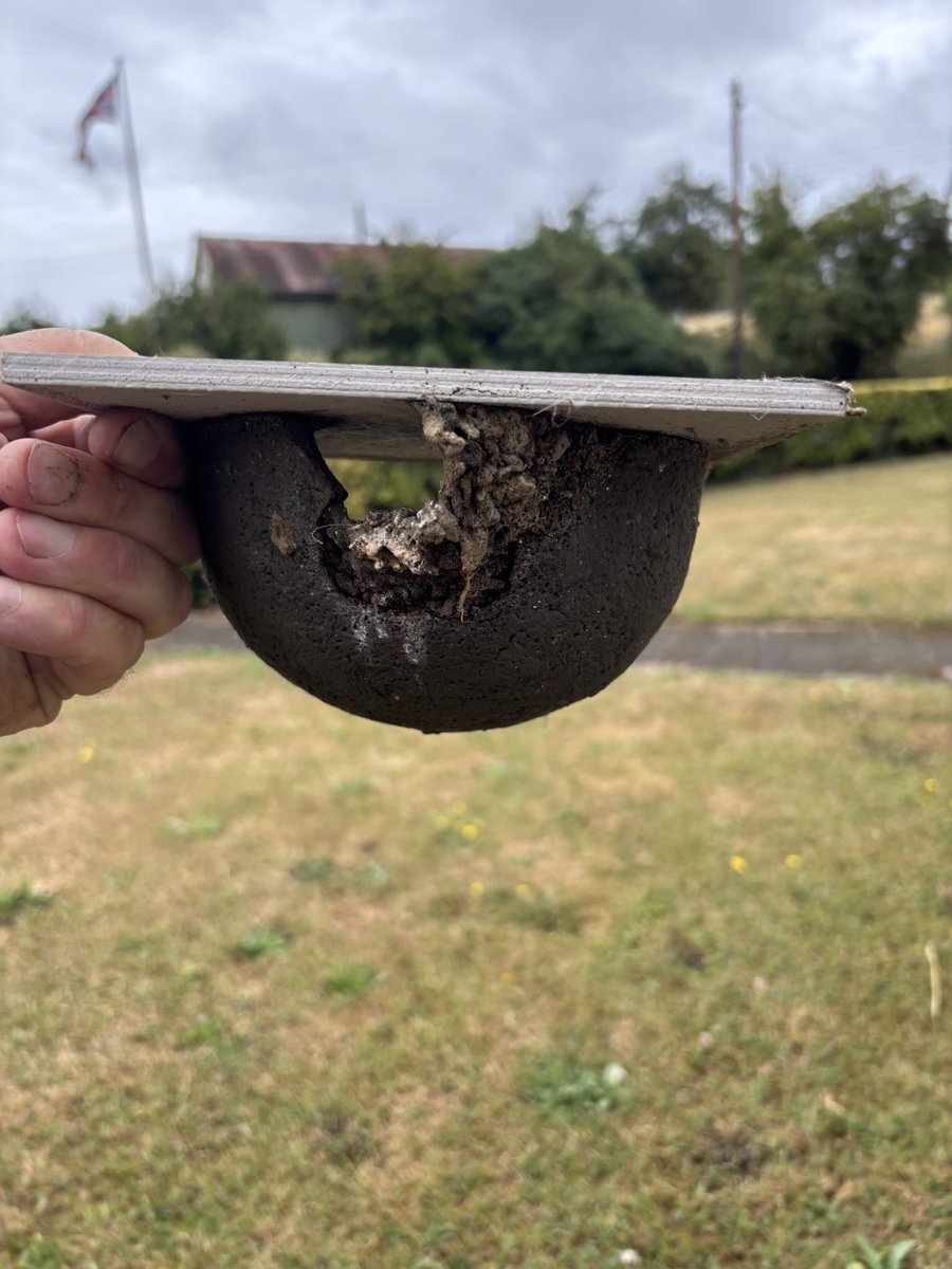 GrahamDenny9's tweet image. More swallows and housemartins , swifts have fledged farm will fly away at this rate ! More sitting and growing! 😊#conservationmatters @BTO_Suffolk @SongBirdSBS @Gameandwildlife @mikewporter @sussexfarming @MeganRural @janepursey @NFFNUK @RabKing___aye @barry_woodhous7