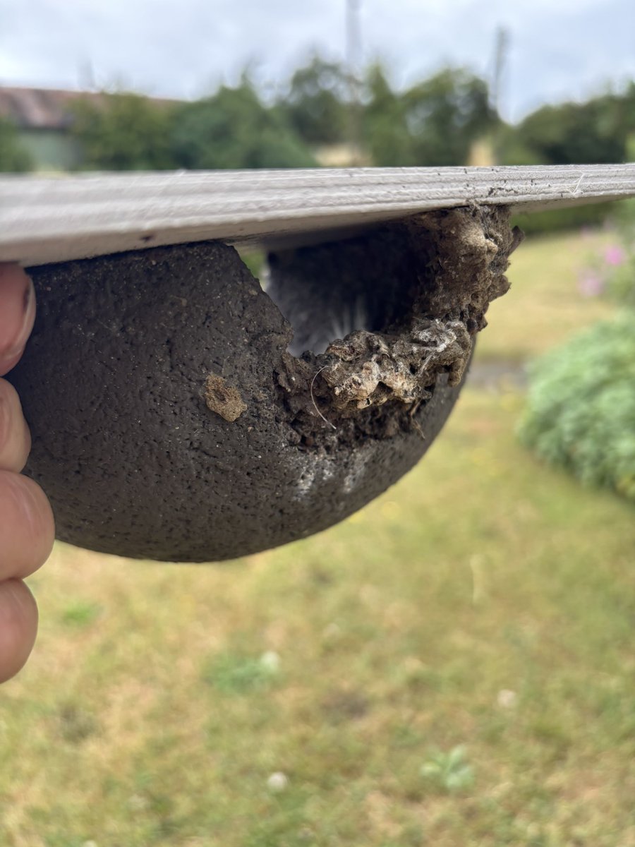 GrahamDenny9's tweet image. More swallows and housemartins , swifts have fledged farm will fly away at this rate ! More sitting and growing! 😊#conservationmatters @BTO_Suffolk @SongBirdSBS @Gameandwildlife @mikewporter @sussexfarming @MeganRural @janepursey @NFFNUK @RabKing___aye @barry_woodhous7
