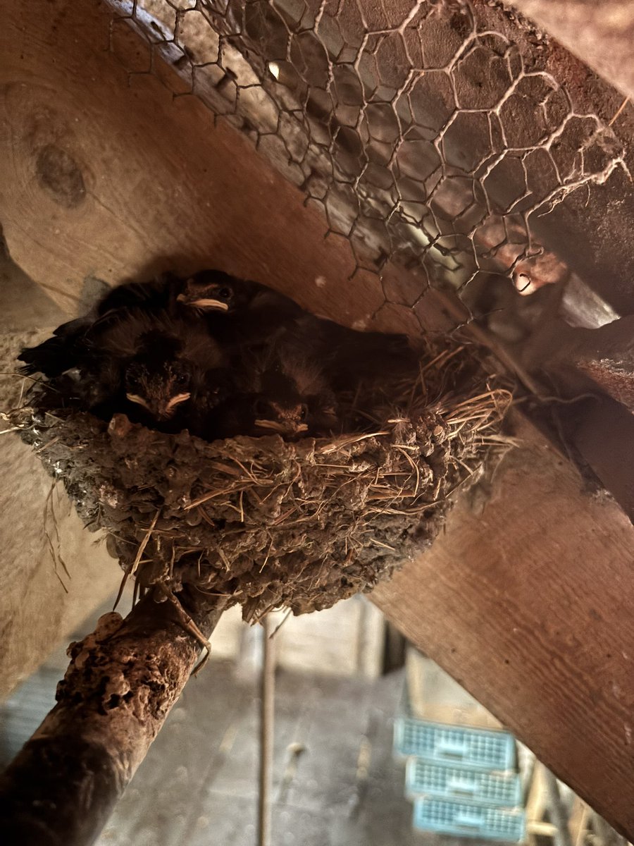 GrahamDenny9's tweet image. More swallows and housemartins , swifts have fledged farm will fly away at this rate ! More sitting and growing! 😊#conservationmatters @BTO_Suffolk @SongBirdSBS @Gameandwildlife @mikewporter @sussexfarming @MeganRural @janepursey @NFFNUK @RabKing___aye @barry_woodhous7