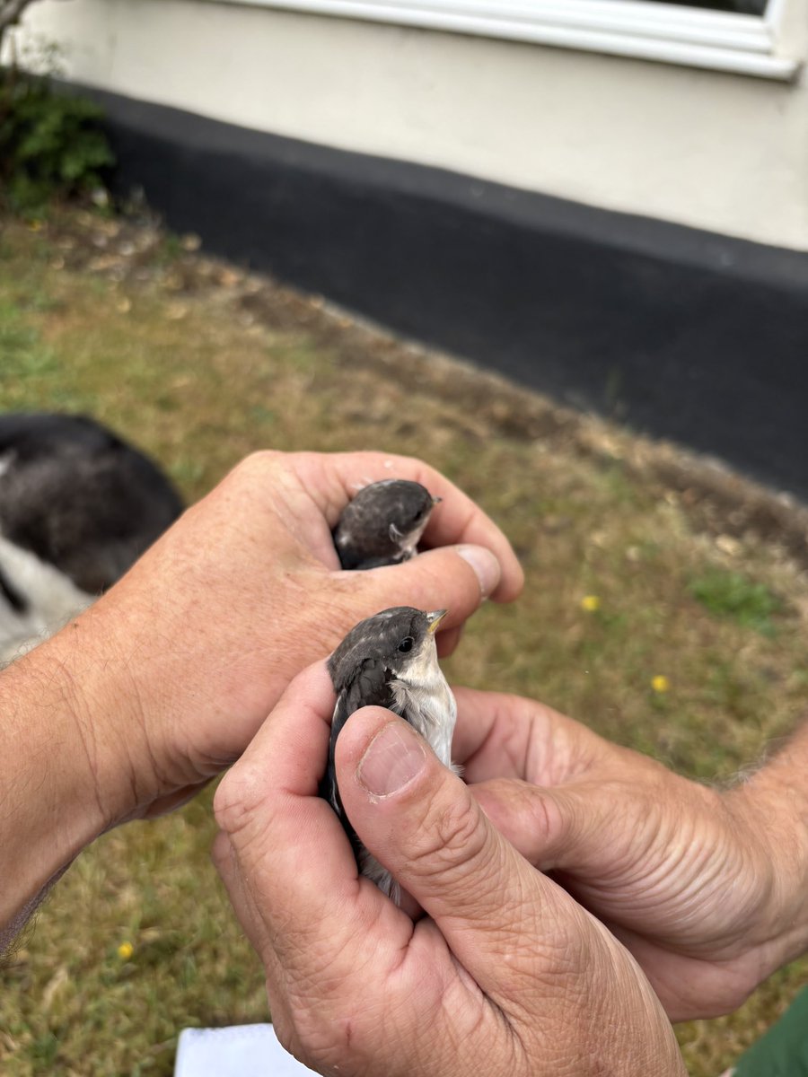 GrahamDenny9's tweet image. More swallows and housemartins , swifts have fledged farm will fly away at this rate ! More sitting and growing! 😊#conservationmatters @BTO_Suffolk @SongBirdSBS @Gameandwildlife @mikewporter @sussexfarming @MeganRural @janepursey @NFFNUK @RabKing___aye @barry_woodhous7