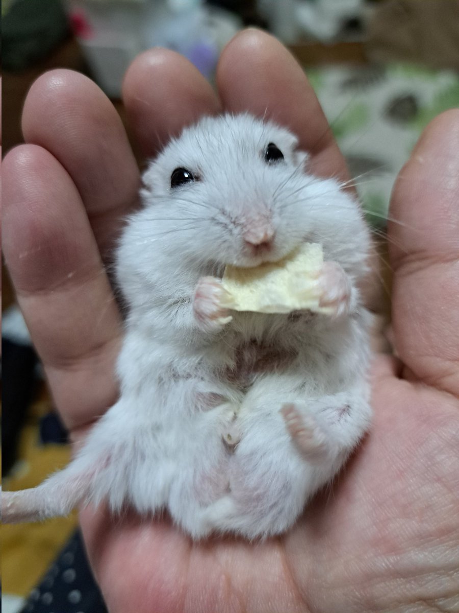 0426_mie's tweet image. おさかなシートが大好きなもっちょ君(もちお君)
小さくなったけど…元気なじっちゃん🐹