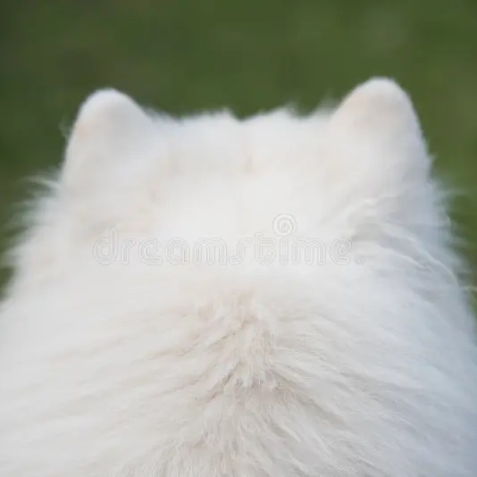puppyhueka's tweet image. 
