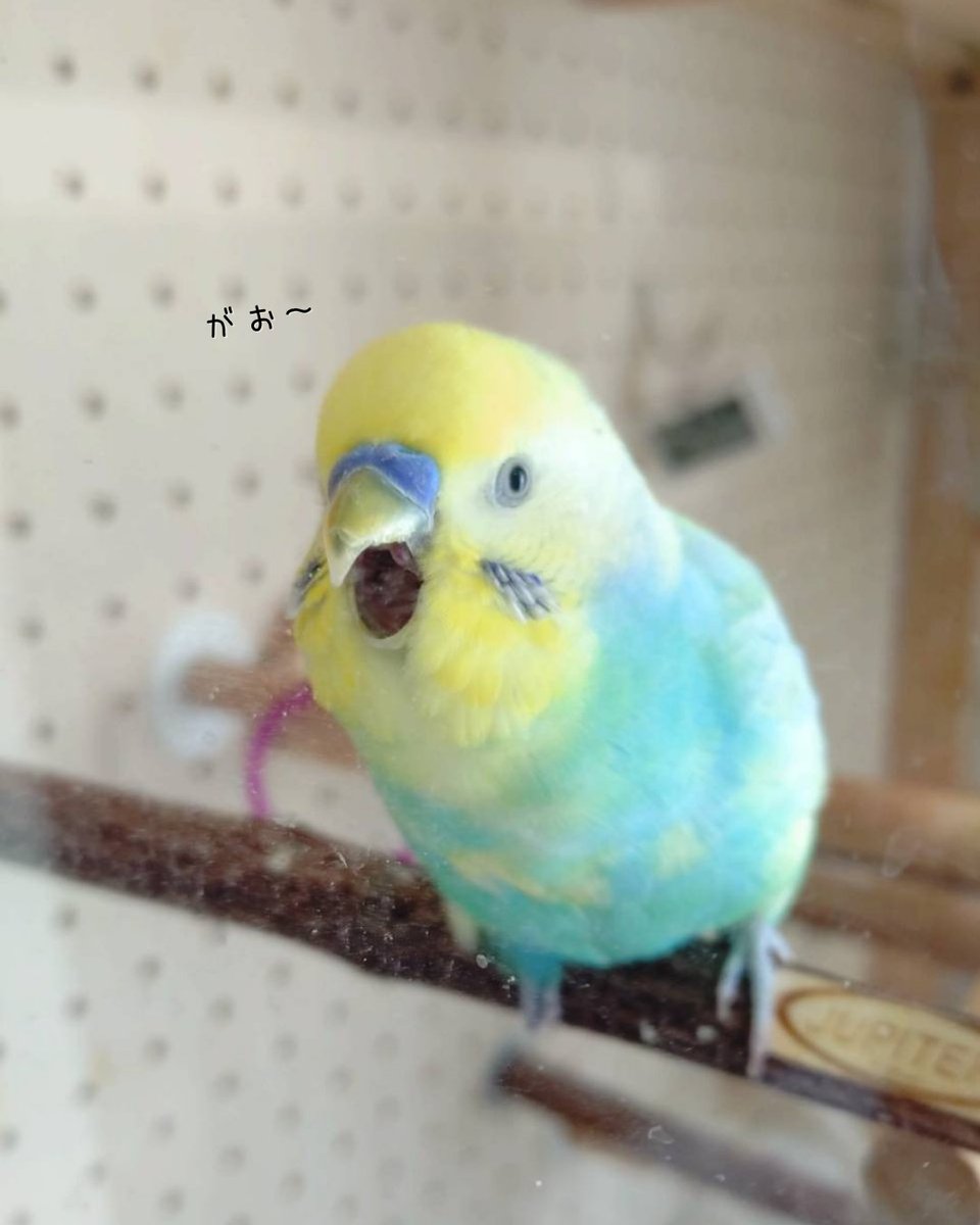 shirotan27's tweet image. プリン怪獣🦖