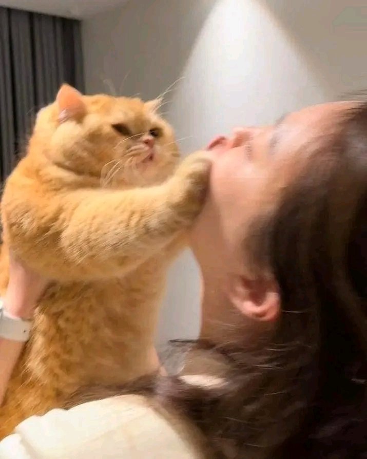 TheCatsX's tweet photo. NO KISSES 😡 https://t.co/2B2srXvI2s