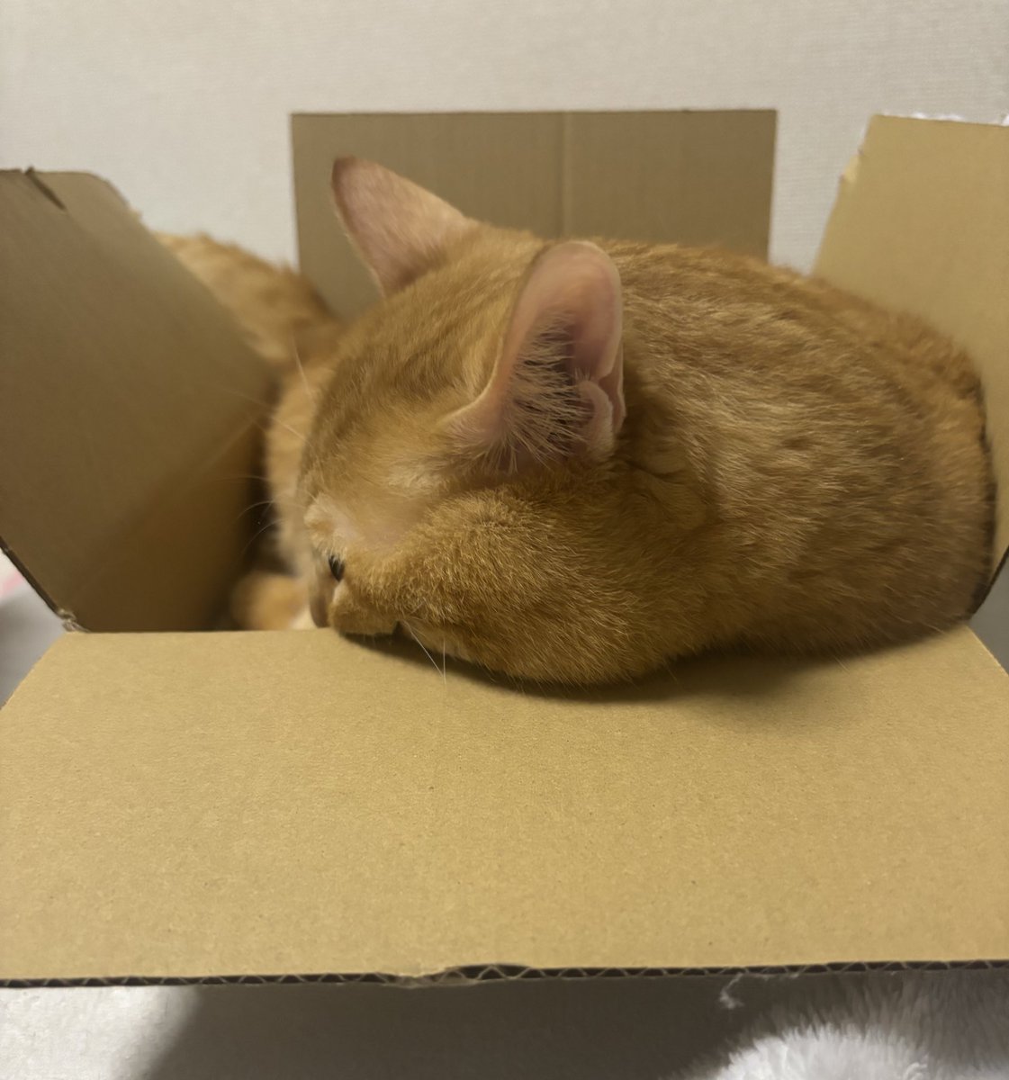 箱入り猫