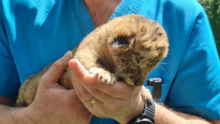 MarioNawfal's tweet image. 🇷🇴 ULTRA-RARE LIGER BORN IN ROMANIA - AND HE MIGHT BE A GIANT

A baby liger – a hybrid that’s part lion, part tiger - was just born in eastern Romania, and locals are freaking out (in a good way).

There are only about 20 ligers in the world, and this one might be named Goliath…