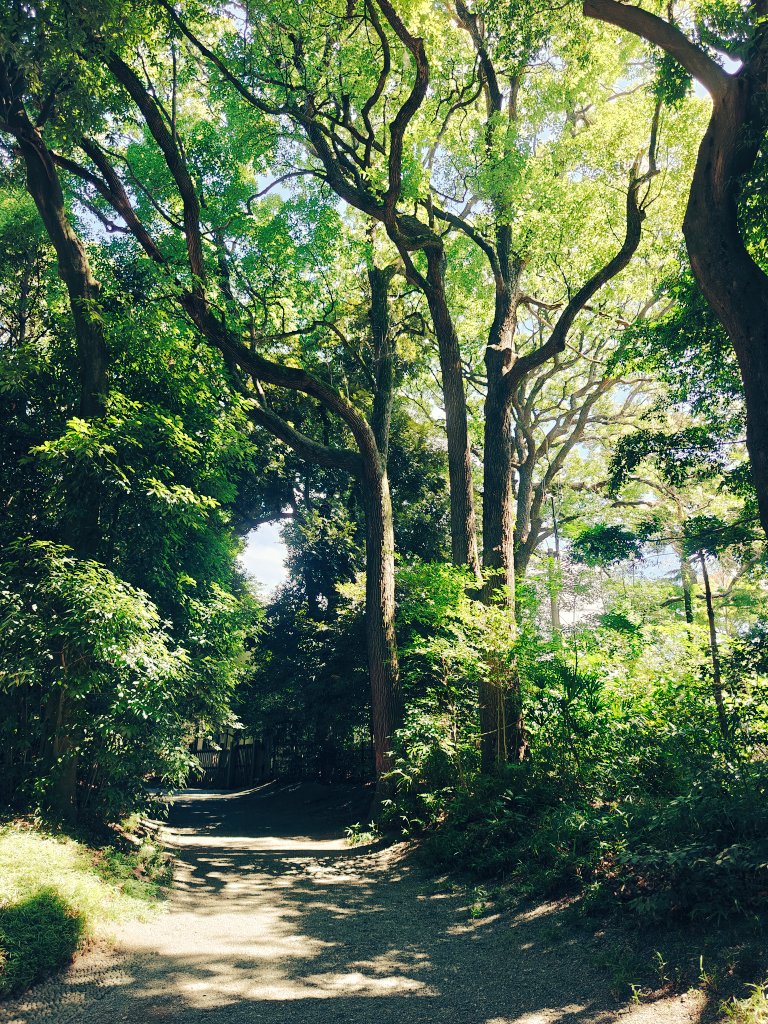 太漂亮了，在分享几张明治神宫照片。配合上现场的阳光，风，蝉鸣，简直太享受了。