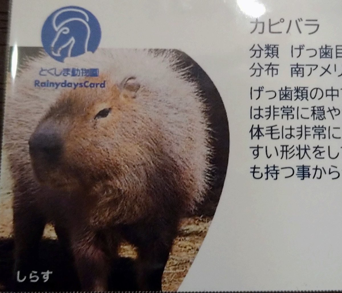 Capybara_siesta's tweet image. #とくしま動物園 朝が予想外?の天気で、しかも雨の日カードが、 #カピバラ やった!それも、しらすちゃん!!
を、試行会で探すの、すっかり忘れてた。飼育員さんに伺ったら、今は80kgは無いだろう、とのことでした。