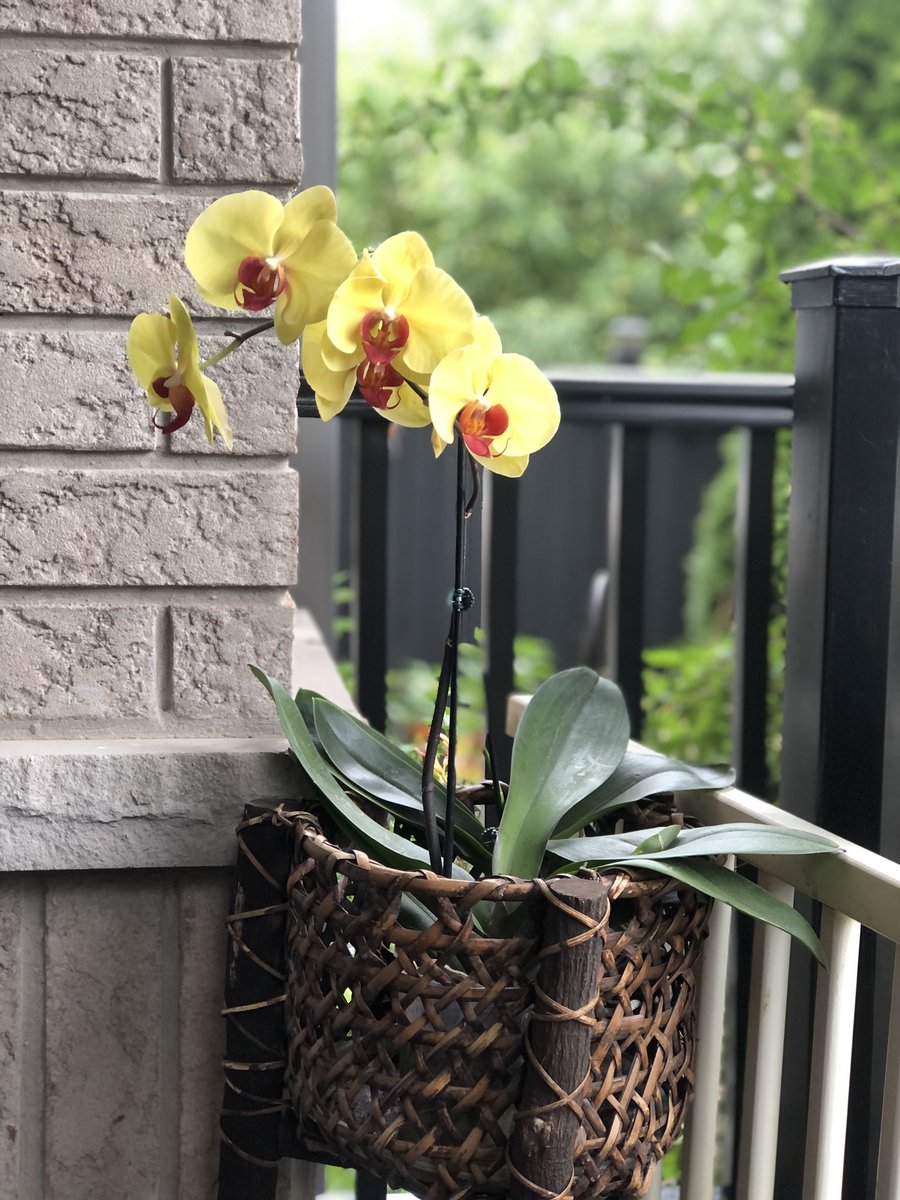 KaiGalang10's tweet image. Good morning! This orchid is a comeback, and so soon. I’m grateful!
Happy Sunday!