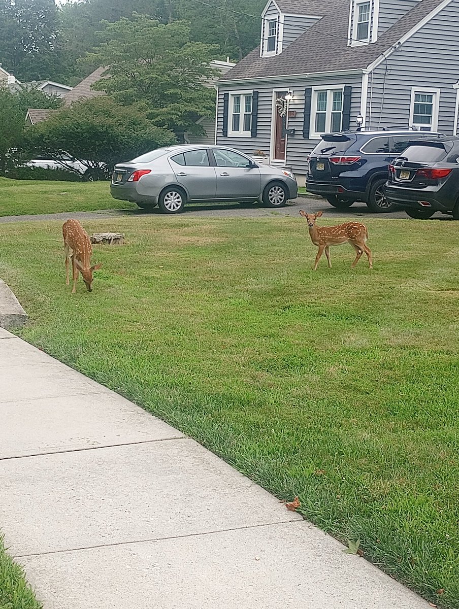 Fawns on my walk this morning. Very gracious to want their pictures taken. Think I get along with animals more than some people.