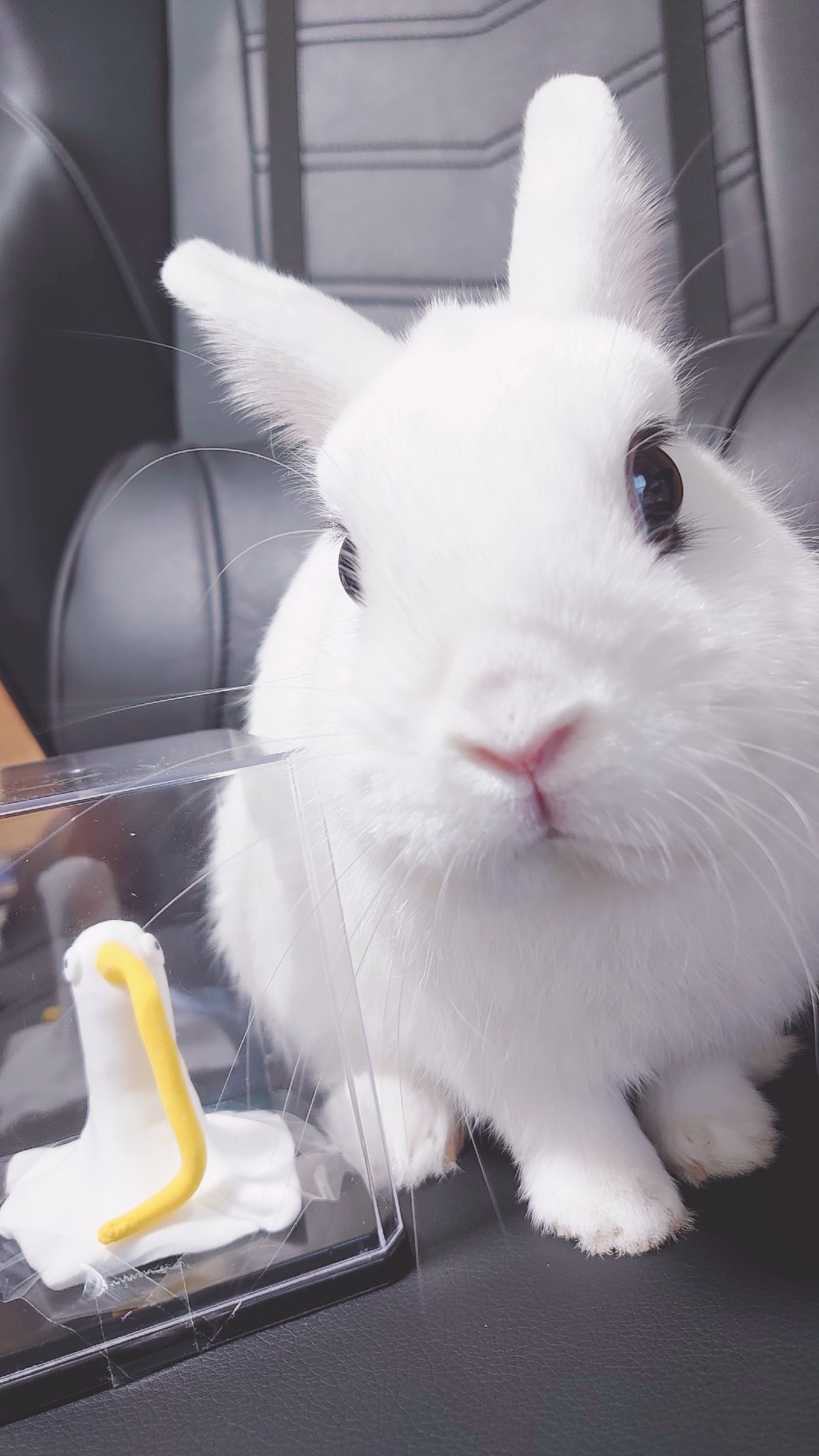 うさみみです ぬいぐるみ「Ohdear！」ウサギぬいぐるみ（Sサイズ） – バス