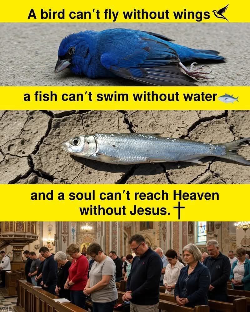 SecretFire79's tweet image. So go to Mass & receive Jesusπ»π¦ποΈ