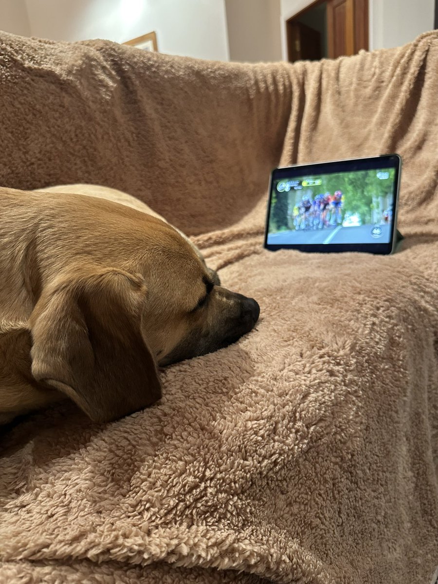 CaitieO's tweet photo. Having to improvise when the airbnb tv is broken! #couchpeloton #tourdog https://t.co/rpNekRfBF5