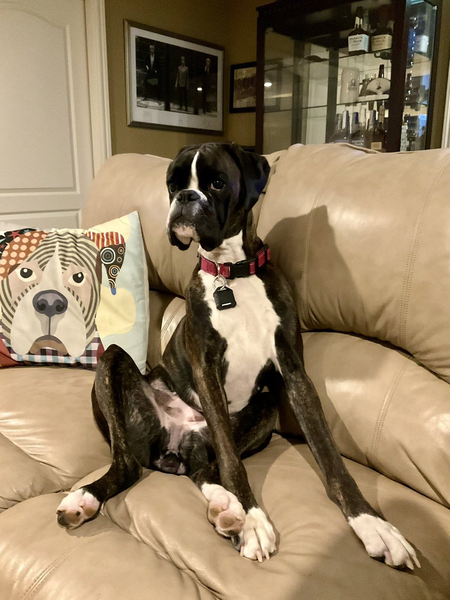 Boxer Stella (RIP Sacha) tweet media