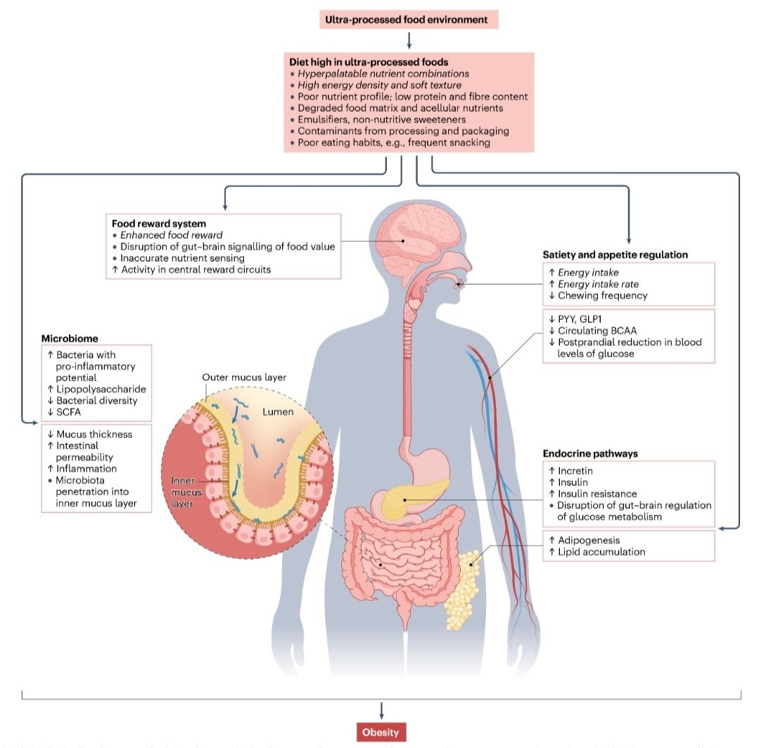 El rol de los productos ultraprocesados en la obesidad 
go.nature.com/44zGHoO