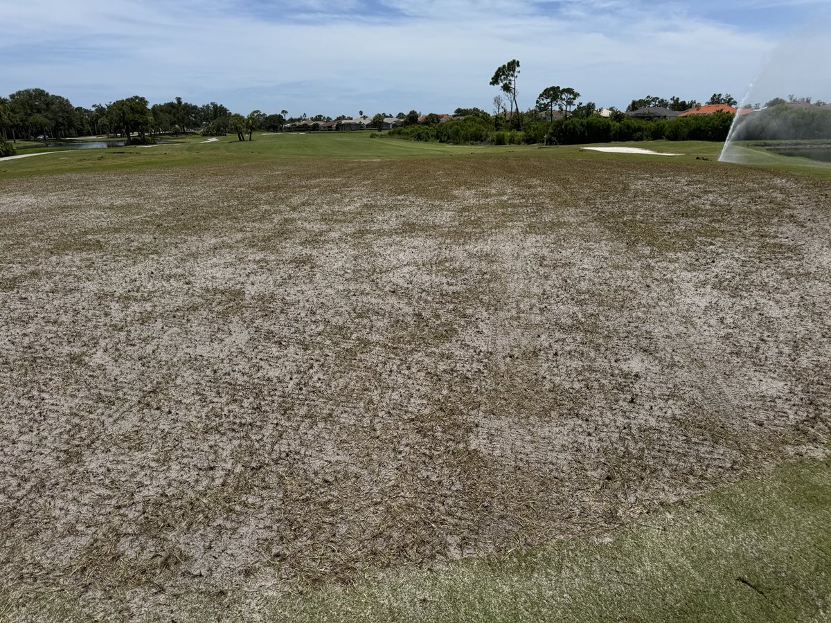 TloweTgrass's tweet image. All the planning and prepping is over, now the fun begins. "Keep them wet as rice paddies". Excellent advice from a man who's seen a few grow-ins, in his time @Bvallison.