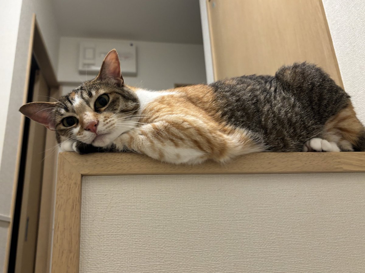 totomaru_hanmi's tweet image. 嬉しい事に今年はまだはんみちゃんのおハゲを見ておりません
もふもふに磨きがかかって飼い主は嬉しいよ.........