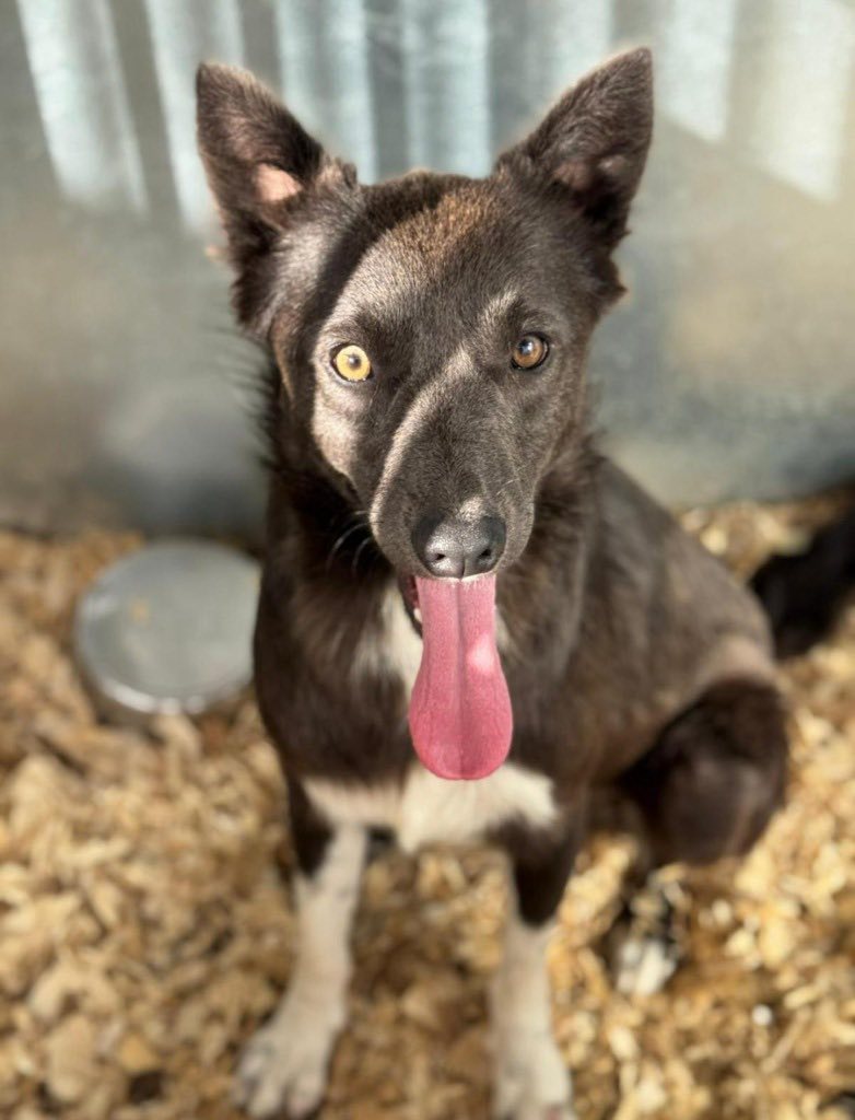 Pawprints2F's tweet image. Essex
Moose is a small, 1 year old dog with a gentle soul and eyes full of hope and longing 😍
He would benefit from living with a kind, confident dog and can live with older kids.
He may be shy, but his trust, love and loyalty shines through!
Apply: pawprints2freedom.co.uk/apply-to-adopt…